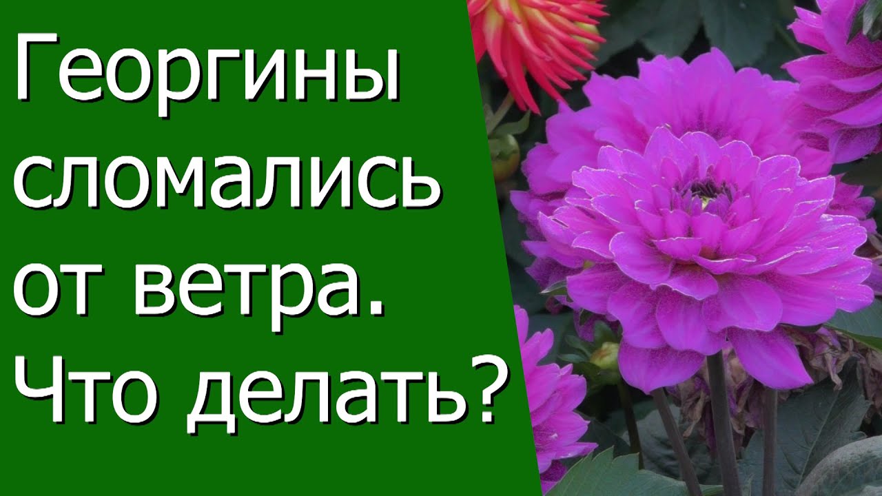 Нажмите, чтобы запустить видео