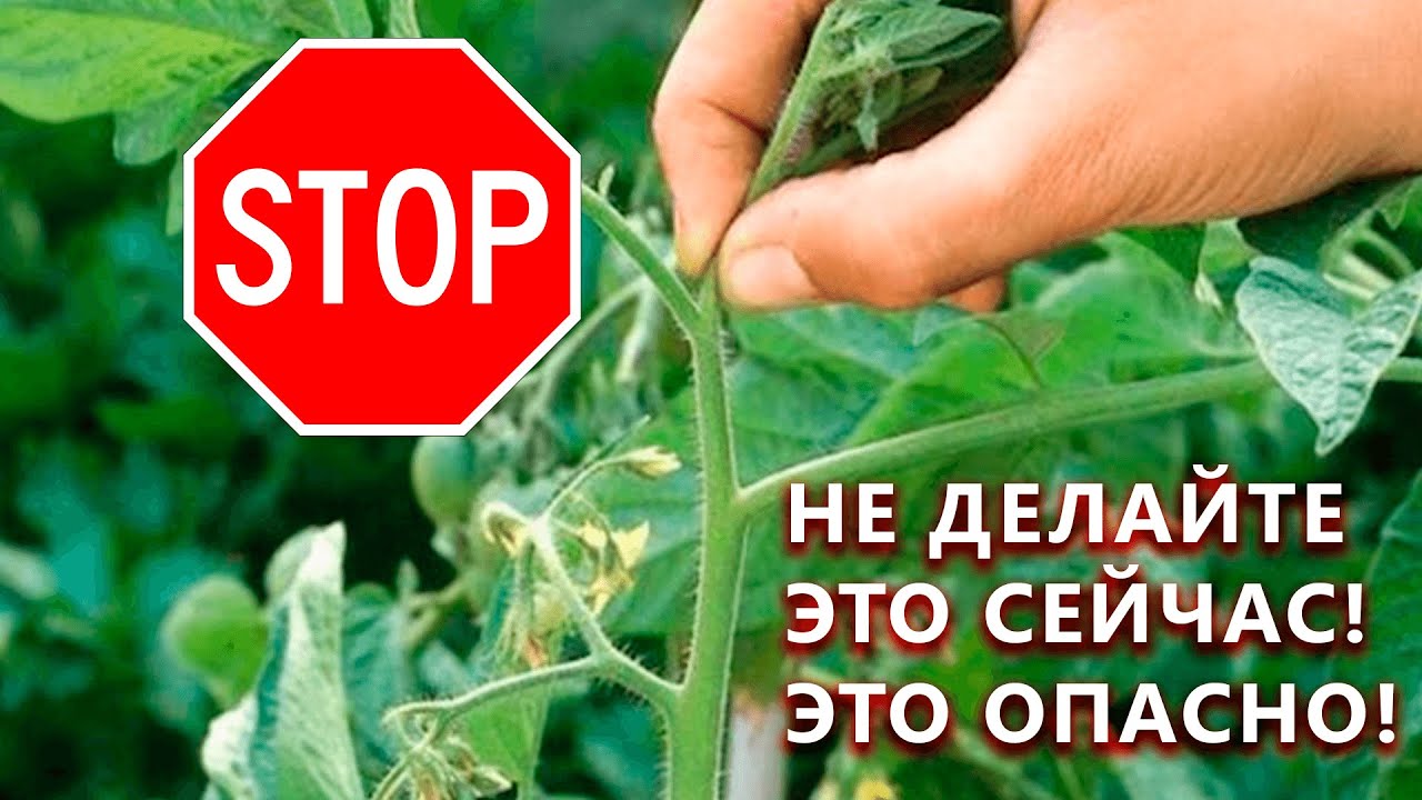 Нажмите, чтобы запустить видео