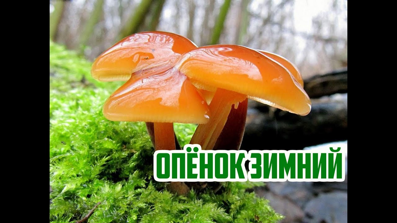 Нажмите, чтобы запустить видео
