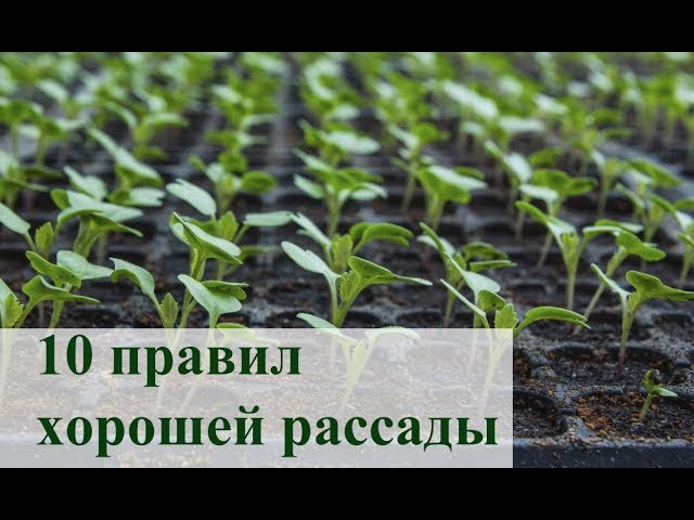 Нажмите, чтобы запустить видео