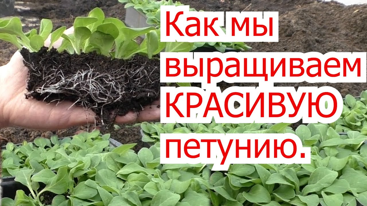 Нажмите, чтобы запустить видео