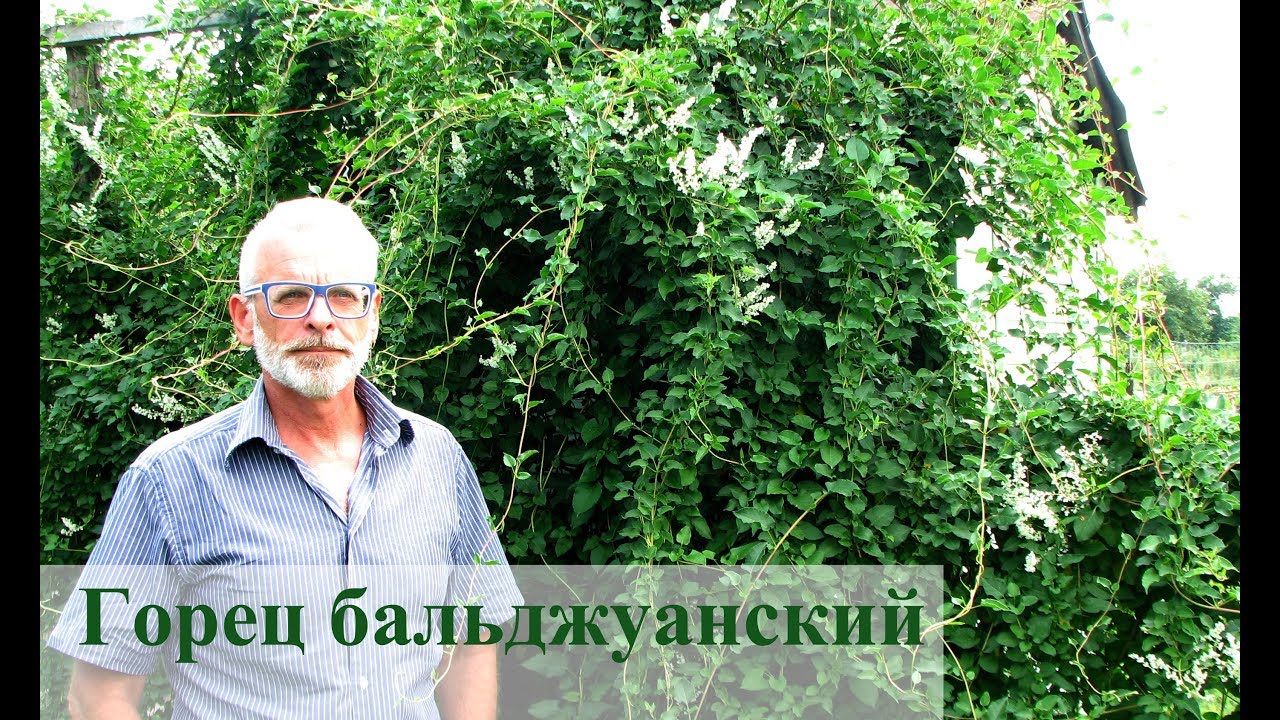 Нажмите, чтобы запустить видео