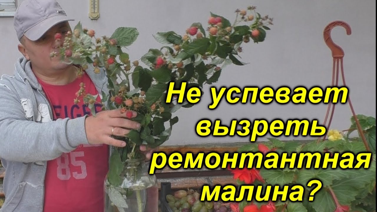 Нажмите, чтобы запустить видео