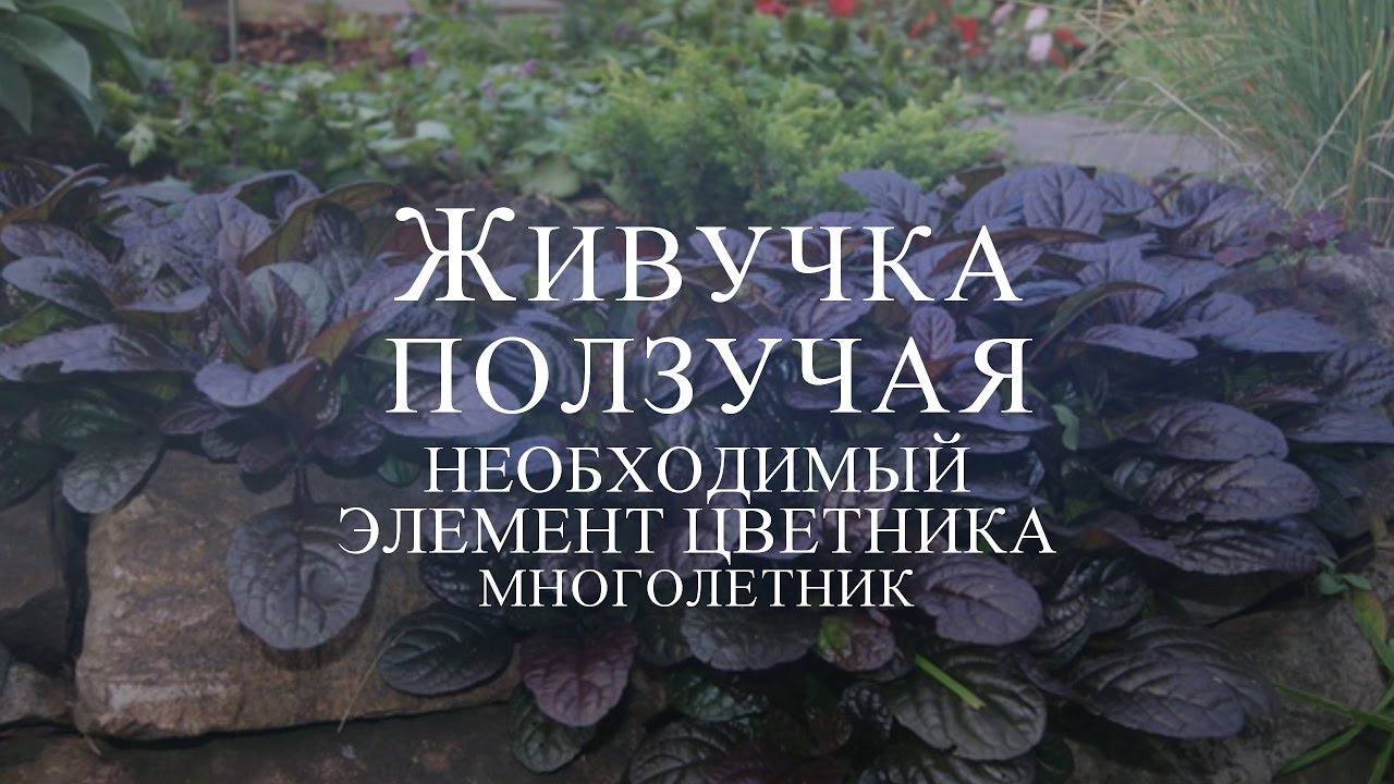 Нажмите, чтобы запустить видео