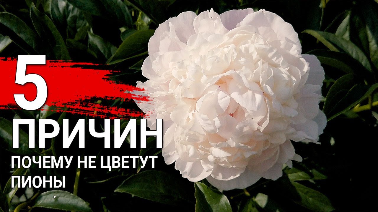 Нажмите, чтобы запустить видео