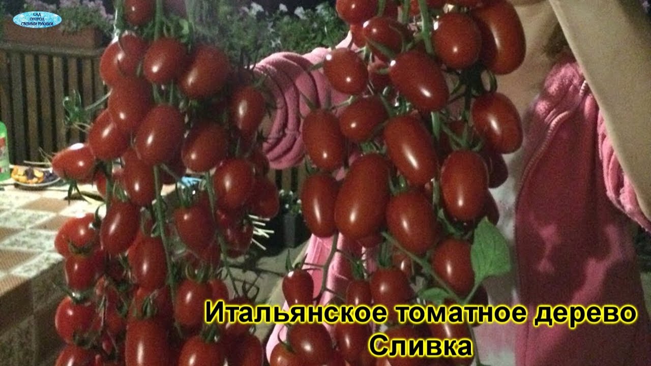 Нажмите, чтобы запустить видео