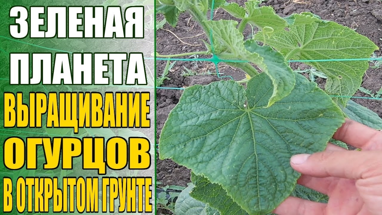 Нажмите, чтобы запустить видео