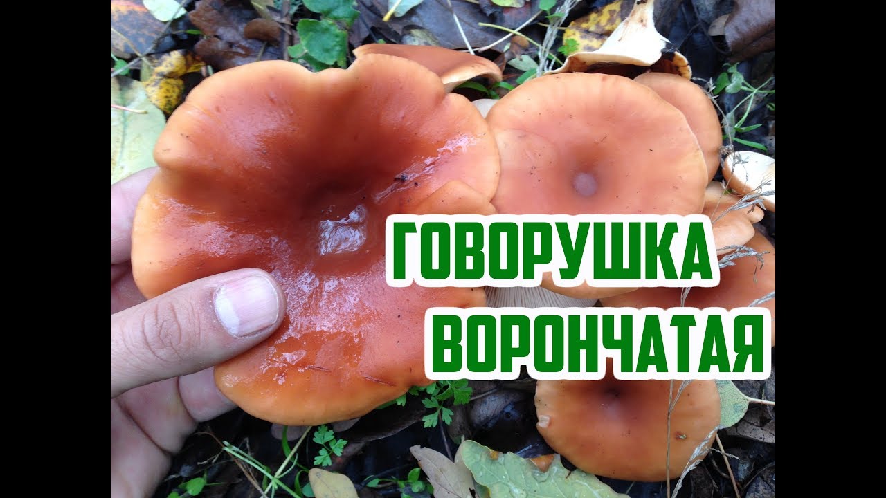 Нажмите, чтобы запустить видео