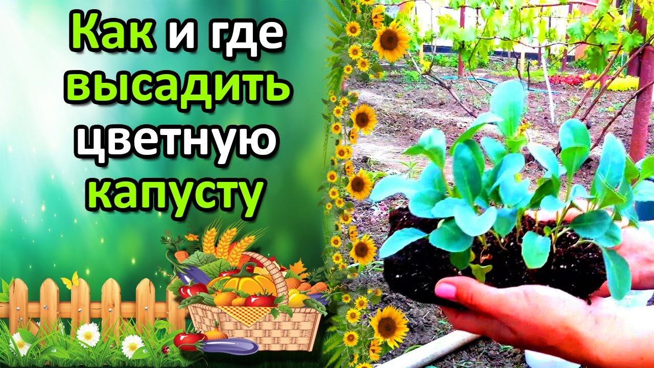 Нажмите, чтобы запустить видео