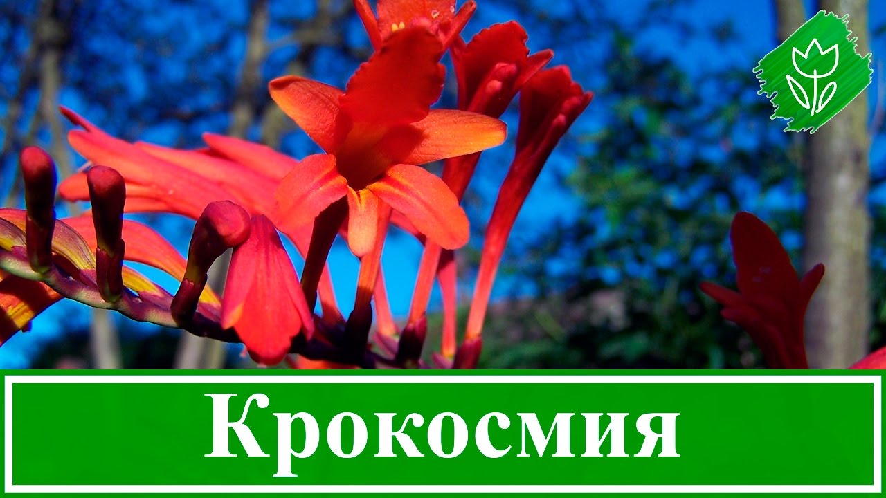 Нажмите, чтобы запустить видео