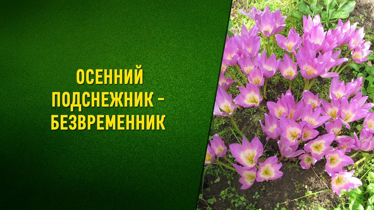 Нажмите, чтобы запустить видео