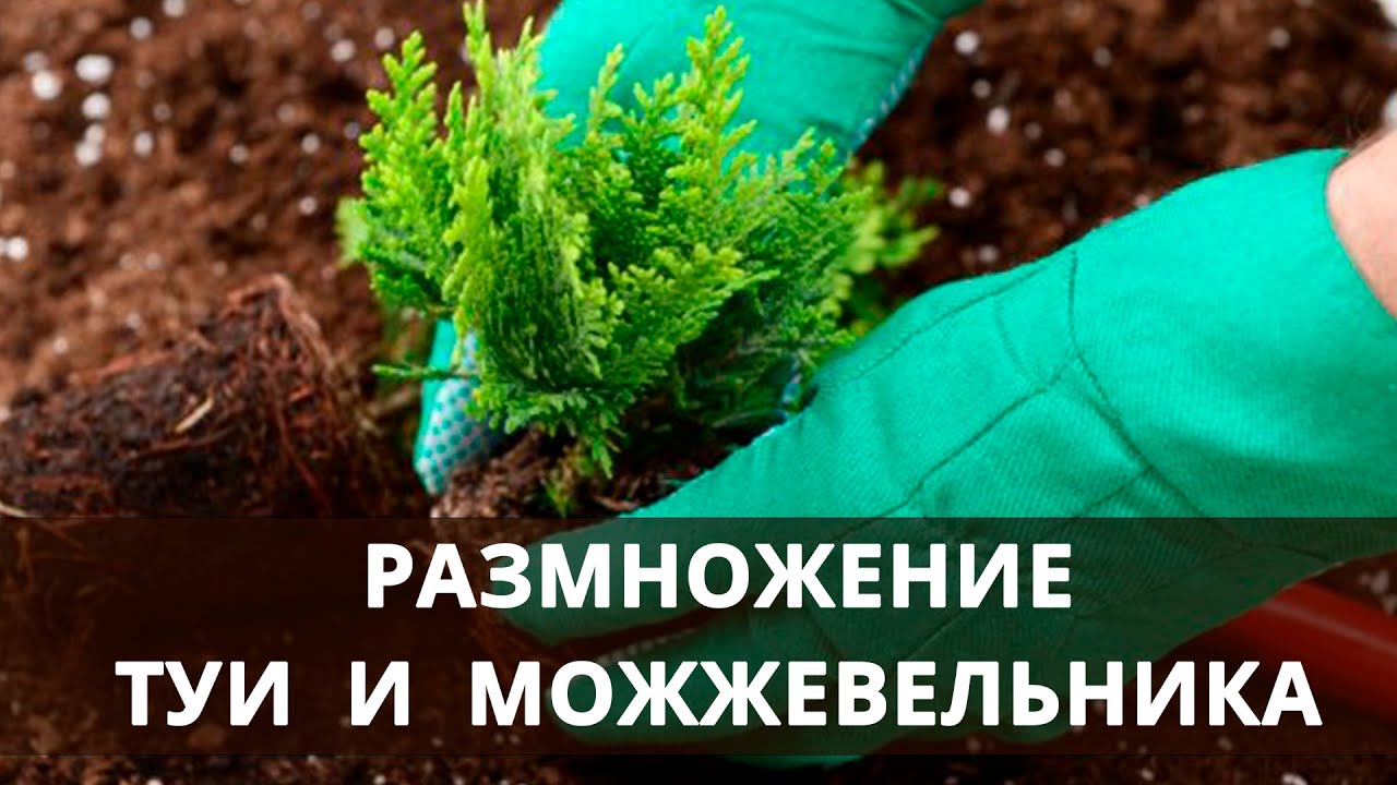Нажмите, чтобы запустить видео