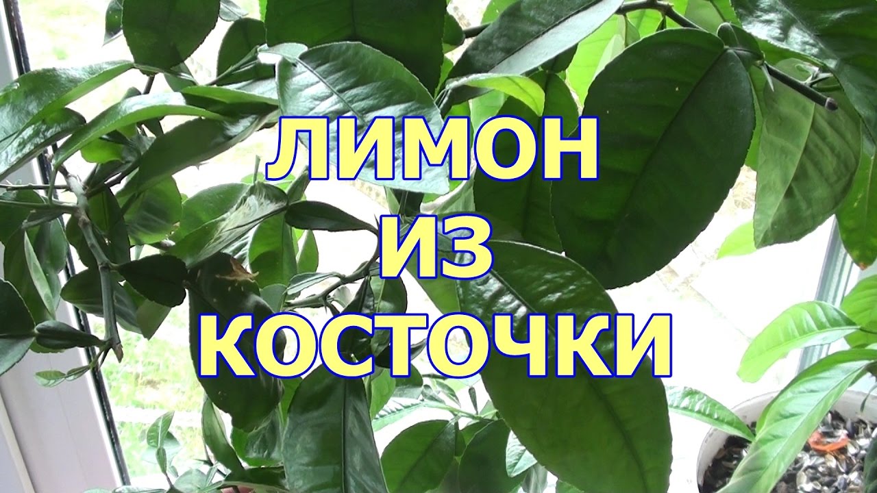 Нажмите, чтобы запустить видео
