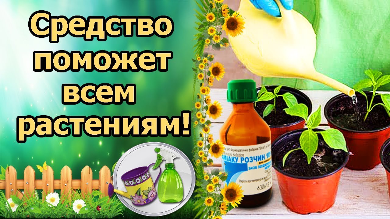 Нажмите, чтобы запустить видео