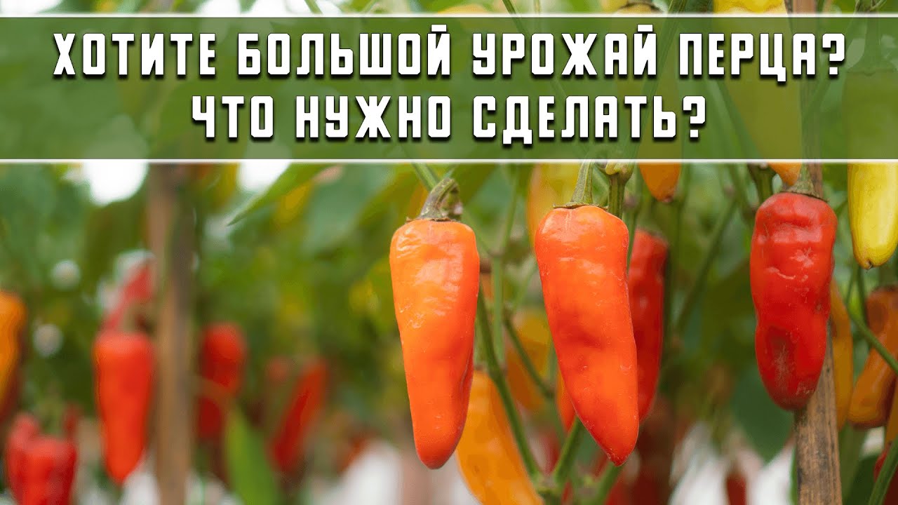 Нажмите, чтобы запустить видео