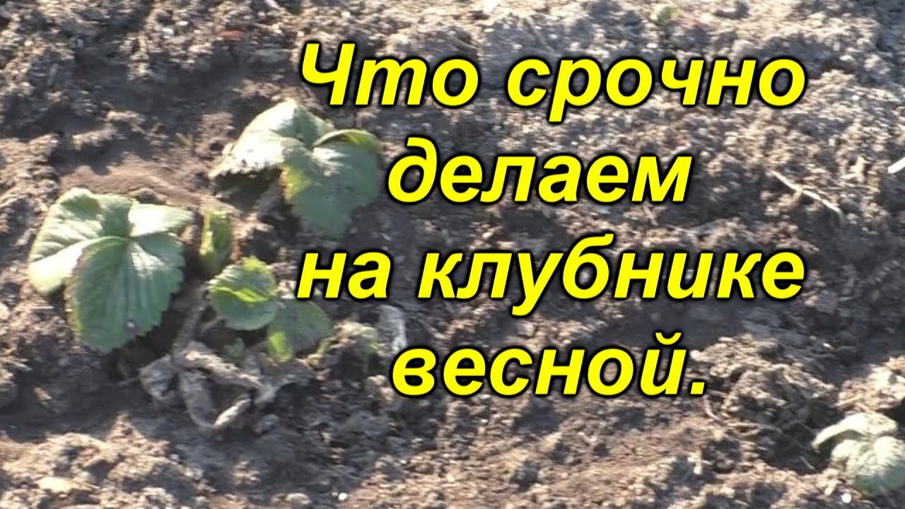 Нажмите, чтобы запустить видео