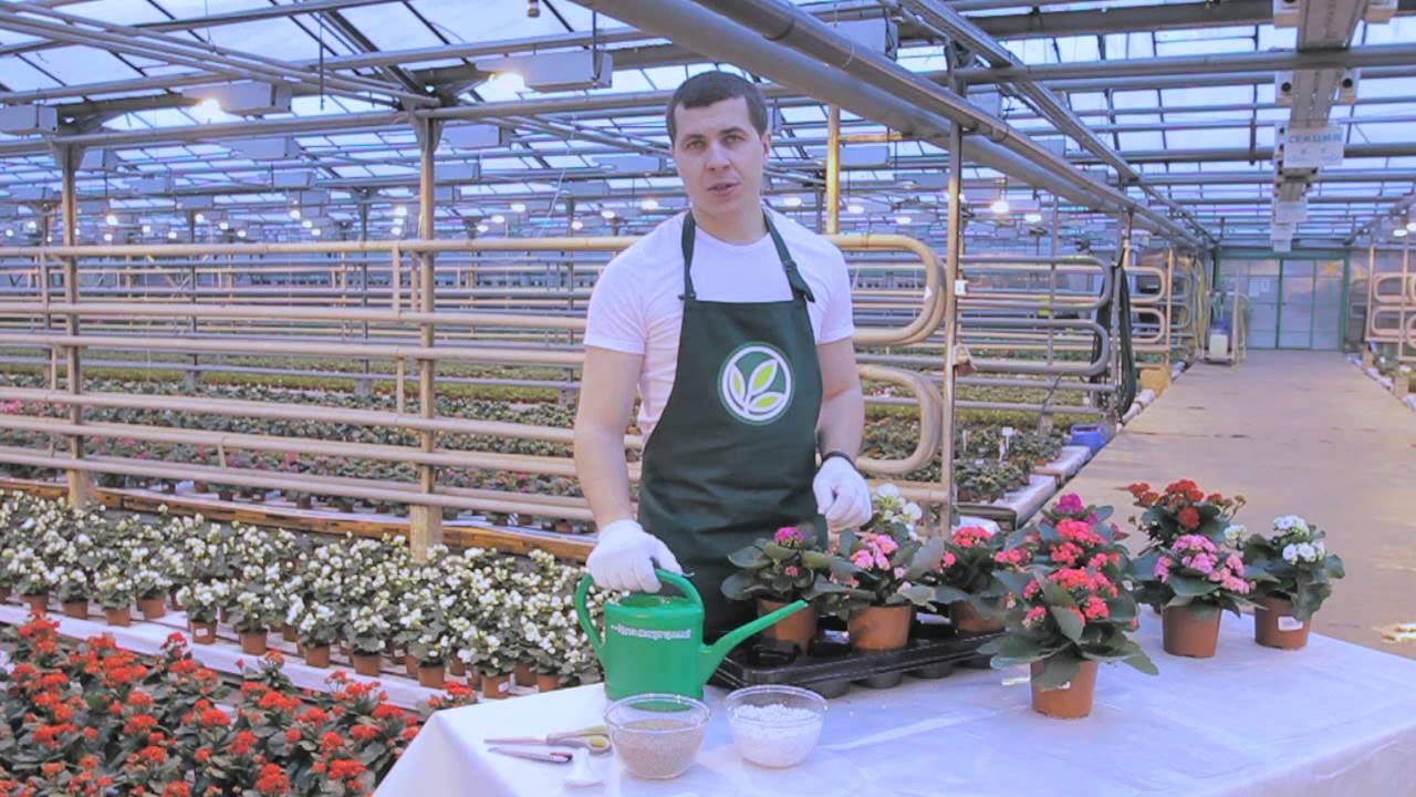 Нажмите, чтобы запустить видео