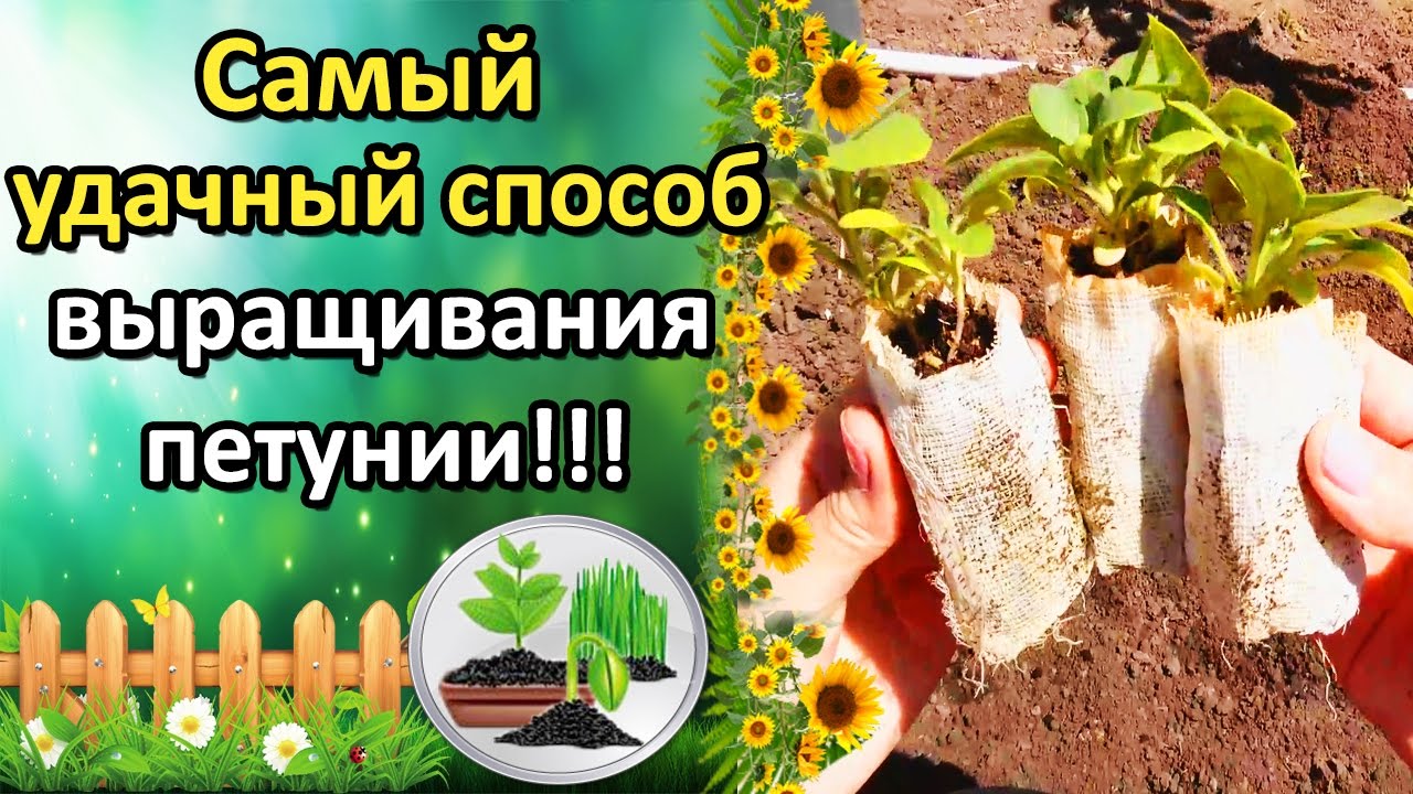 Нажмите, чтобы запустить видео