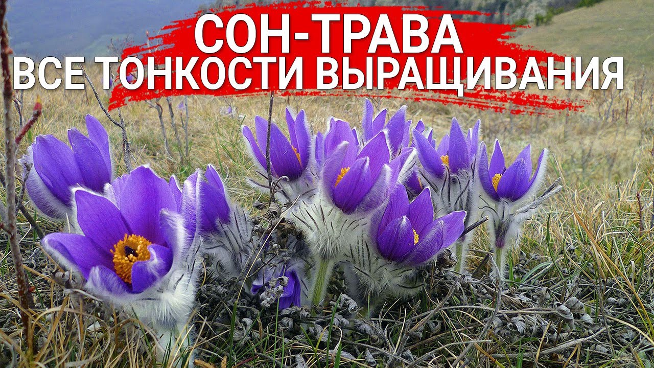 Нажмите, чтобы запустить видео