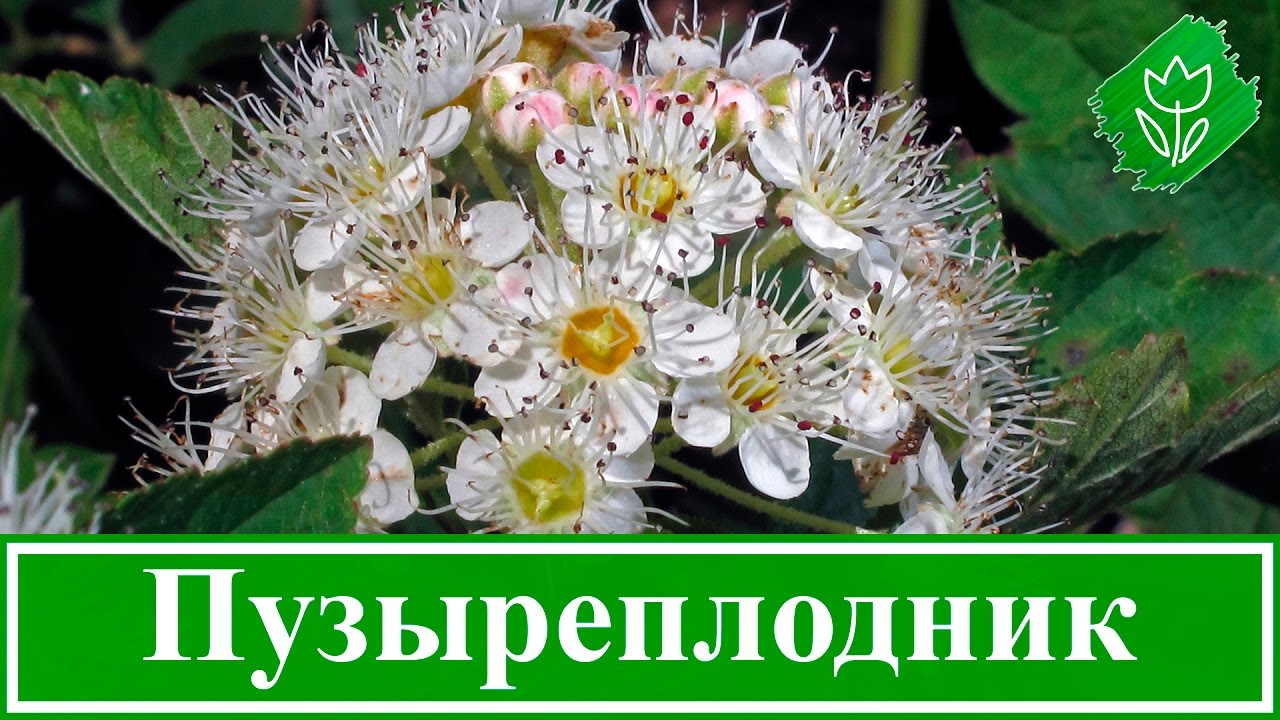 Нажмите, чтобы запустить видео