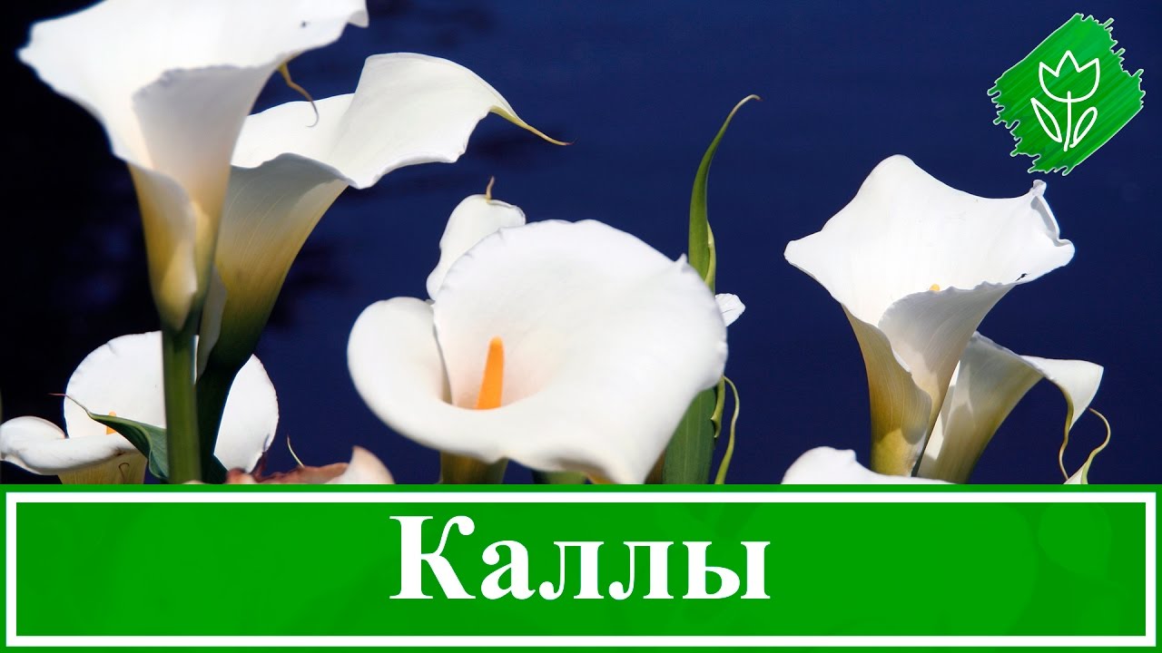 Нажмите, чтобы запустить видео