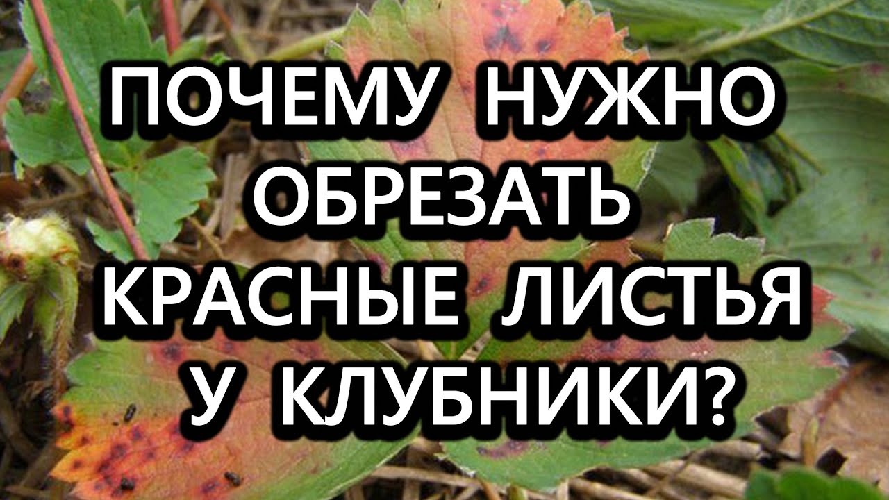 Нажмите, чтобы запустить видео