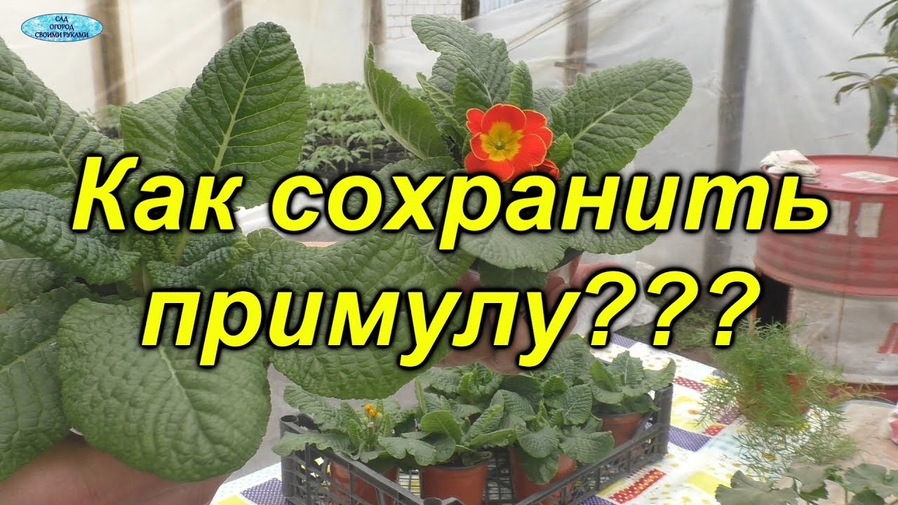 Нажмите, чтобы запустить видео