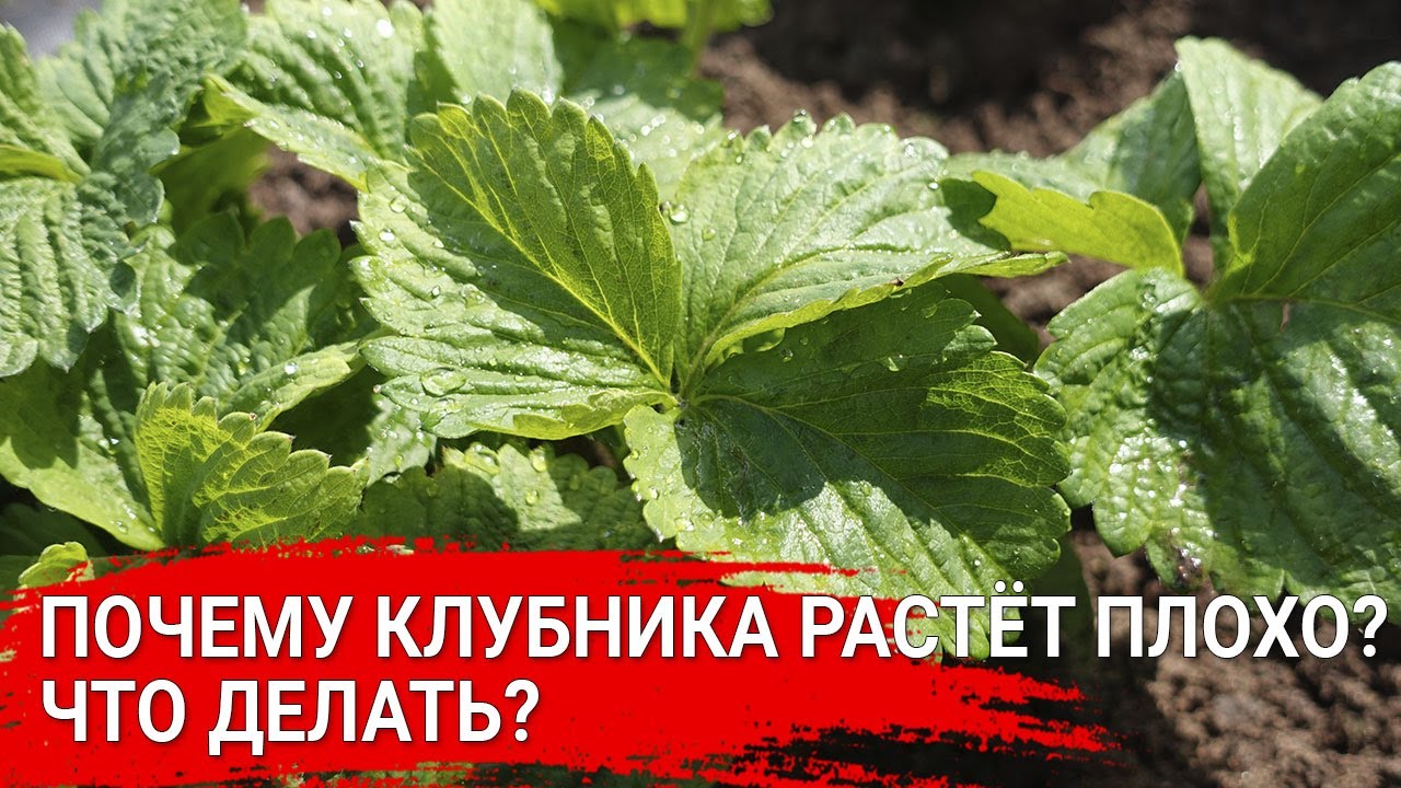 Нажмите, чтобы запустить видео