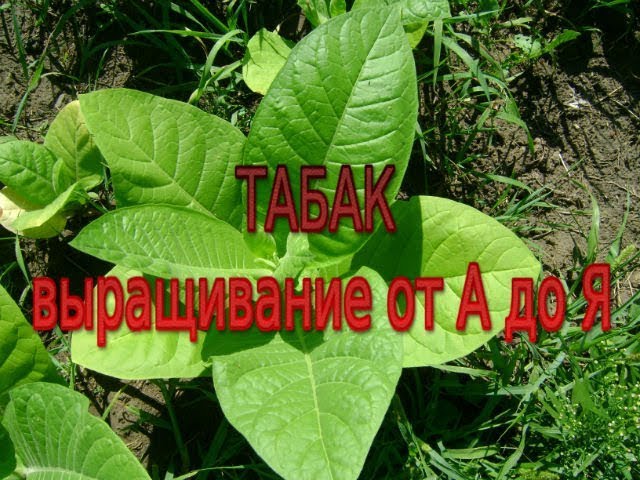 Нажмите, чтобы запустить видео