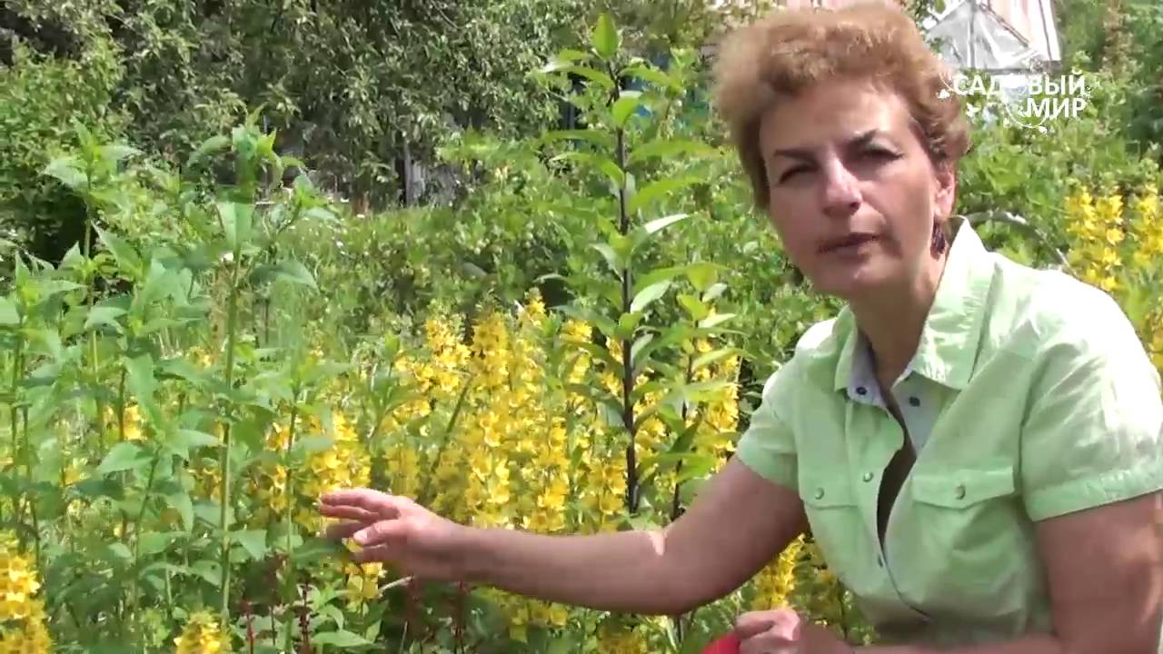 Нажмите, чтобы запустить видео