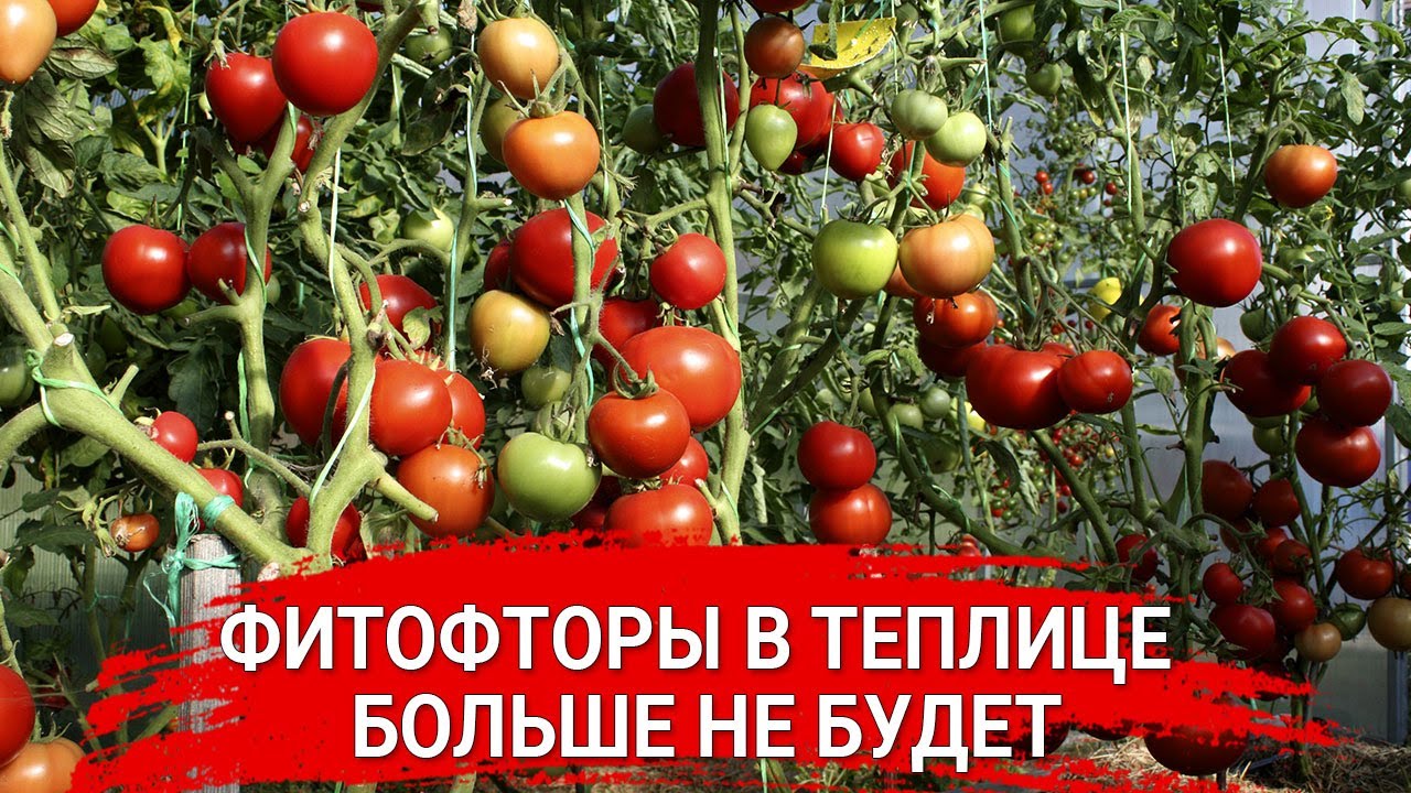 Нажмите, чтобы запустить видео