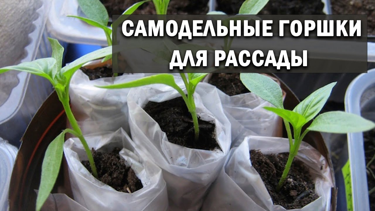 Нажмите, чтобы запустить видео