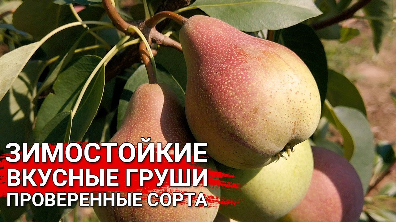 Нажмите, чтобы запустить видео