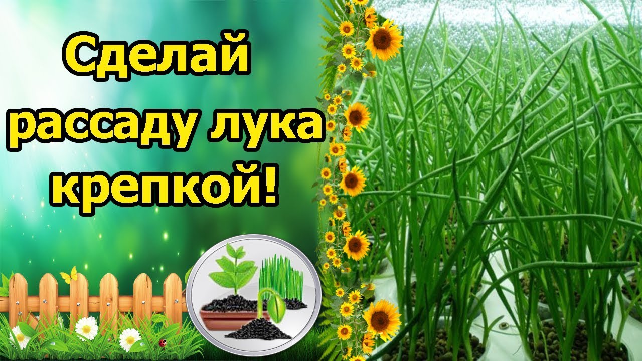 Нажмите, чтобы запустить видео