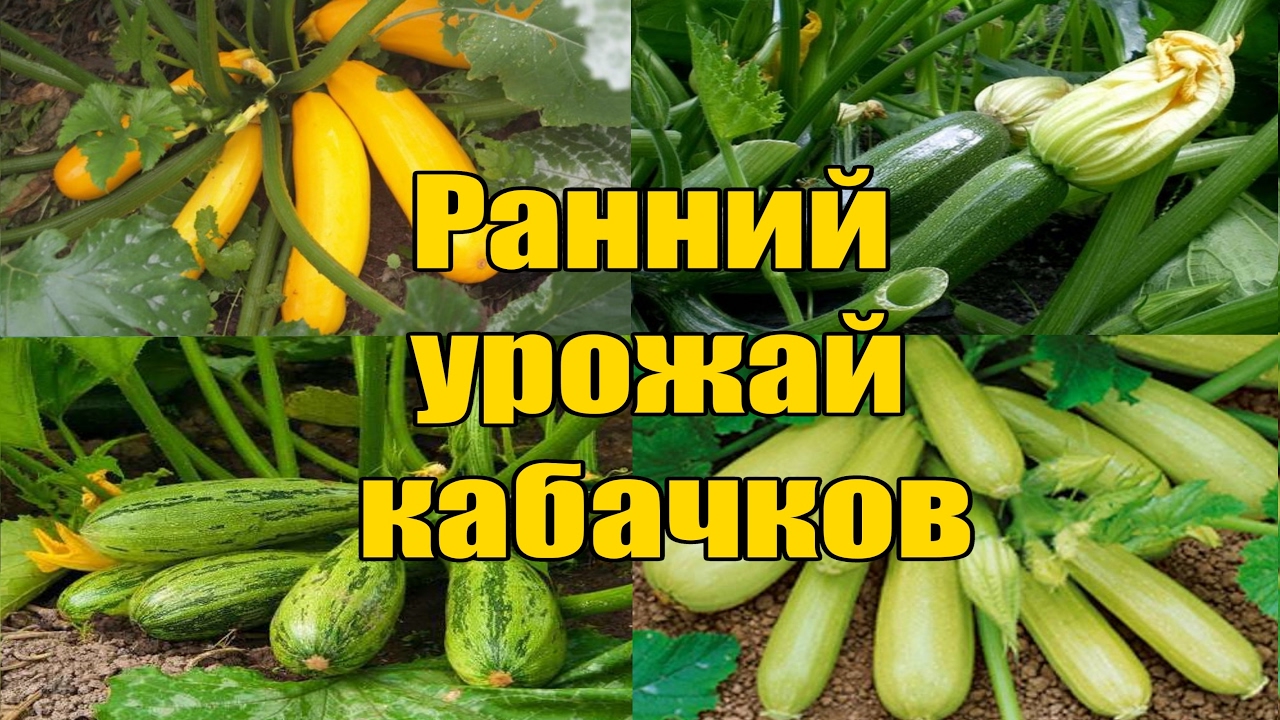 Нажмите, чтобы запустить видео