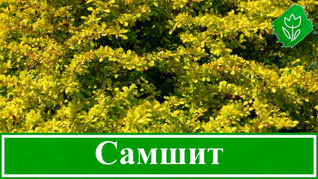 Нажмите, чтобы запустить видео