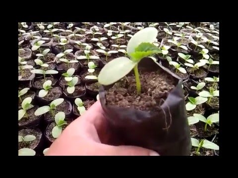 Нажмите, чтобы запустить видео