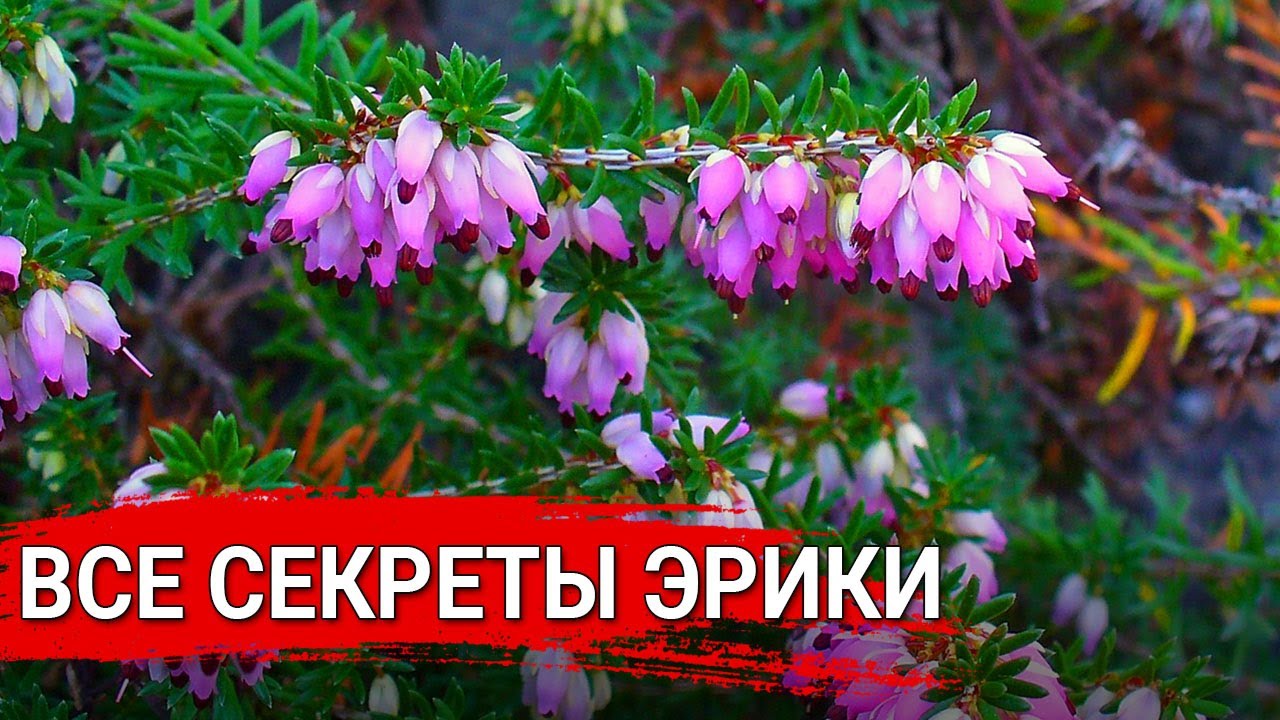 Нажмите, чтобы запустить видео