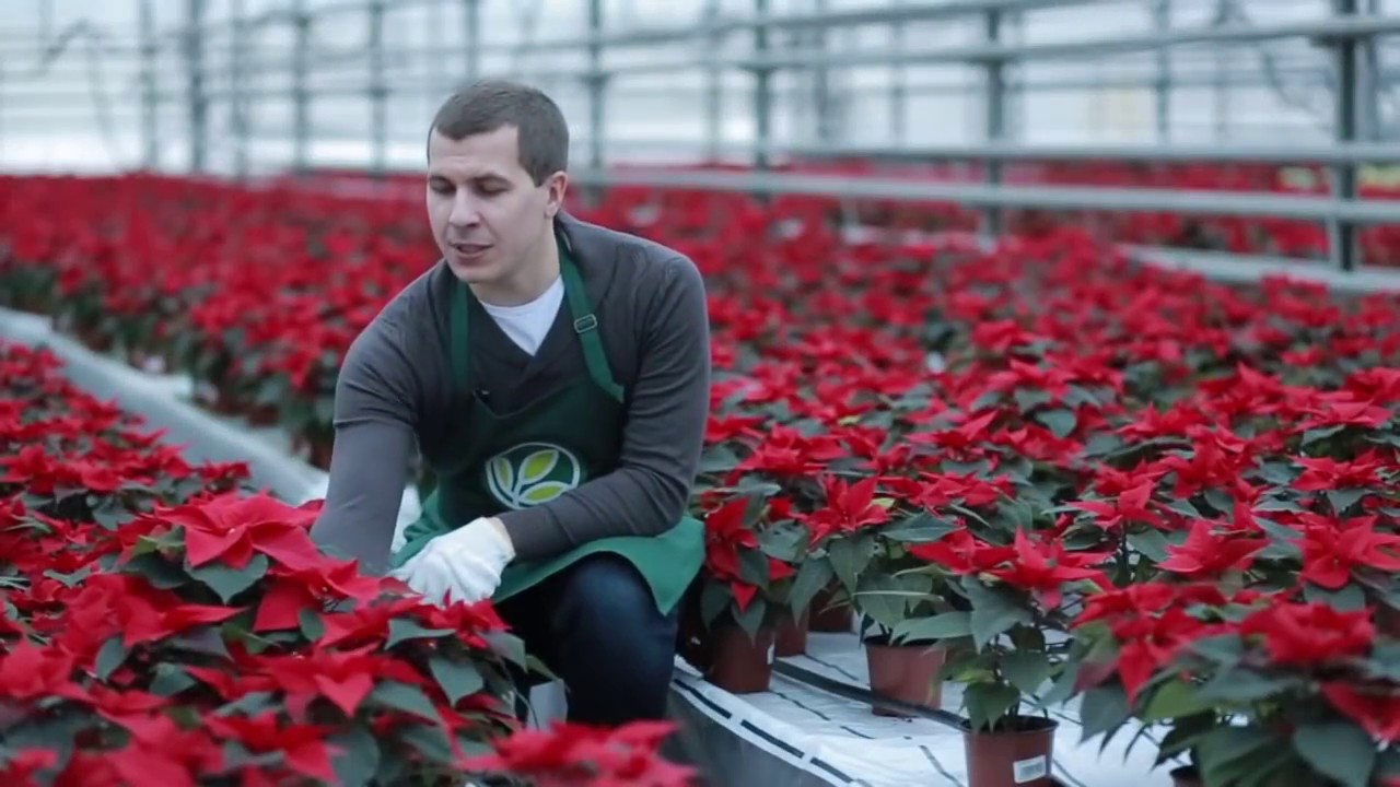 Нажмите, чтобы запустить видео