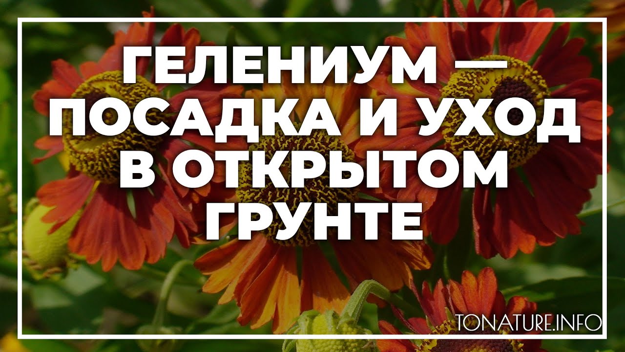 Нажмите, чтобы запустить видео