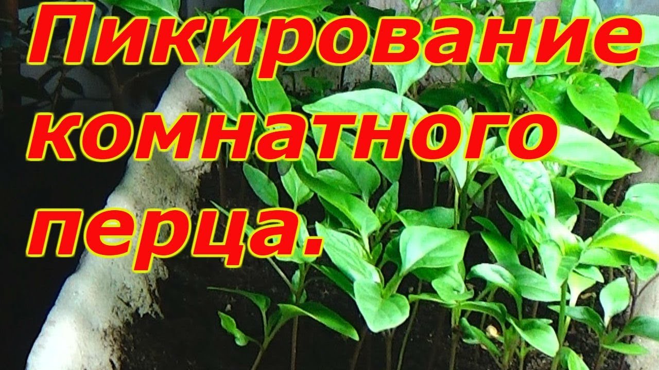 Нажмите, чтобы запустить видео