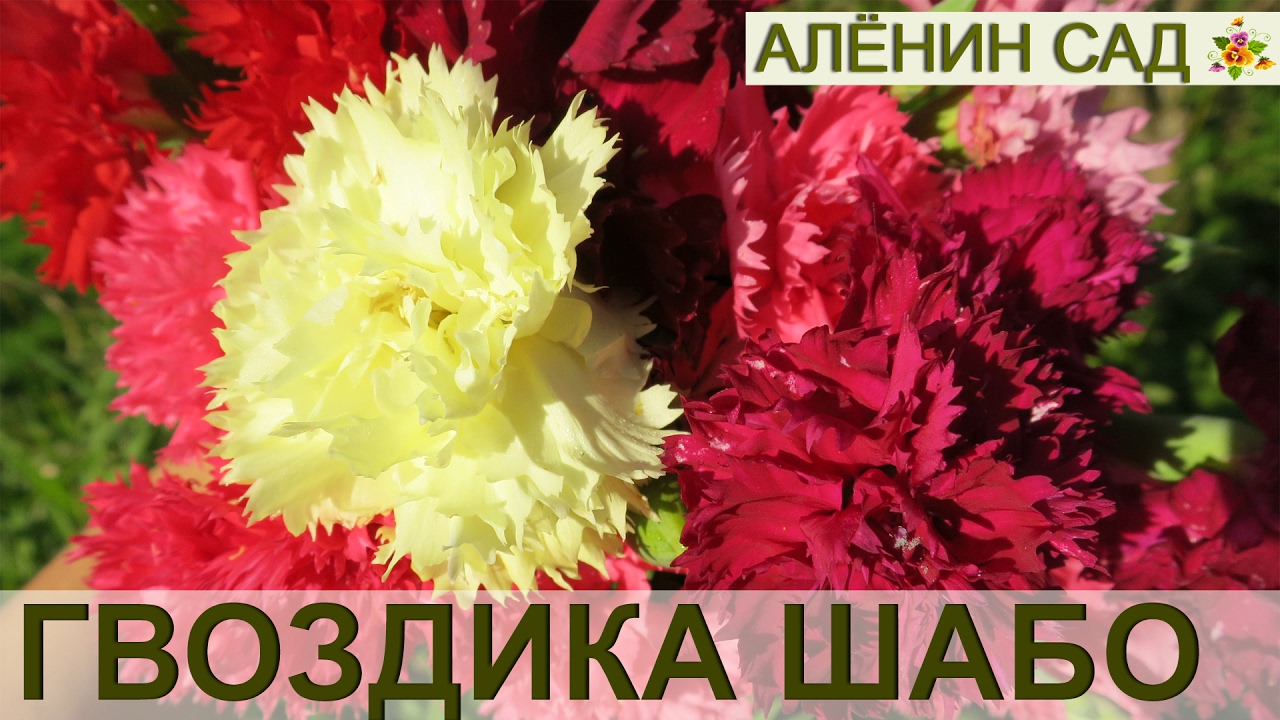 Нажмите, чтобы запустить видео