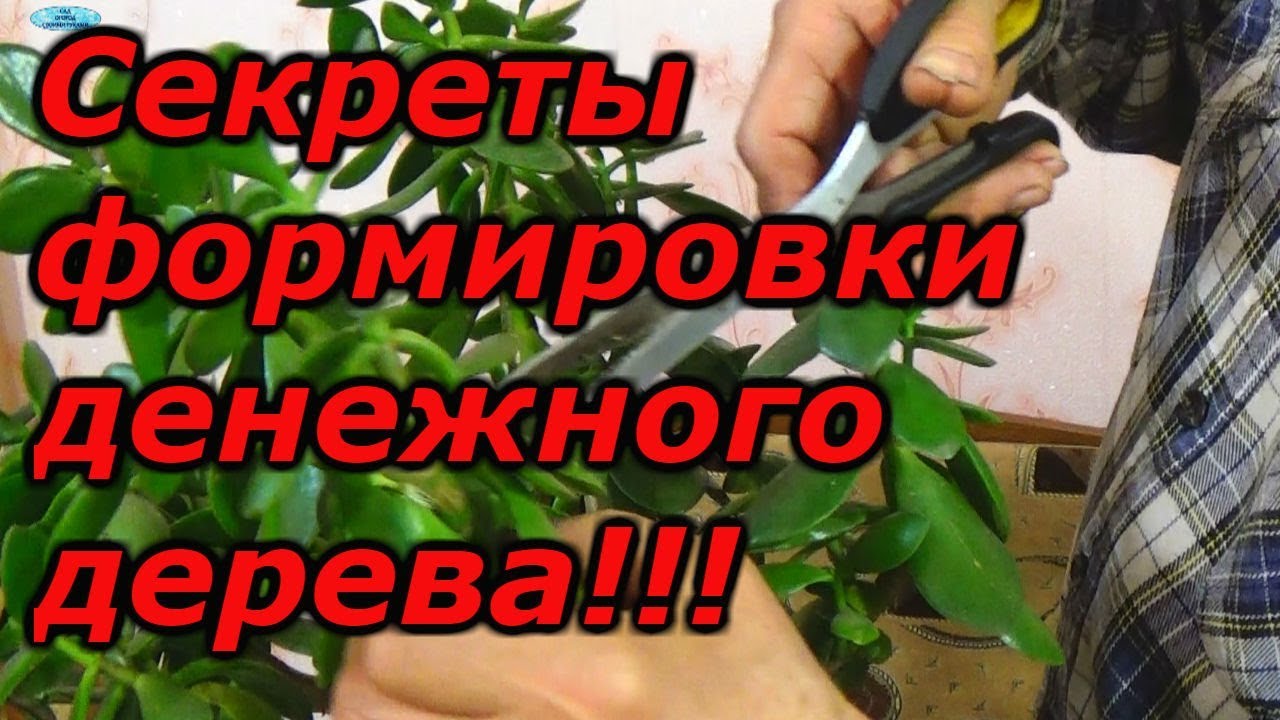 Нажмите, чтобы запустить видео