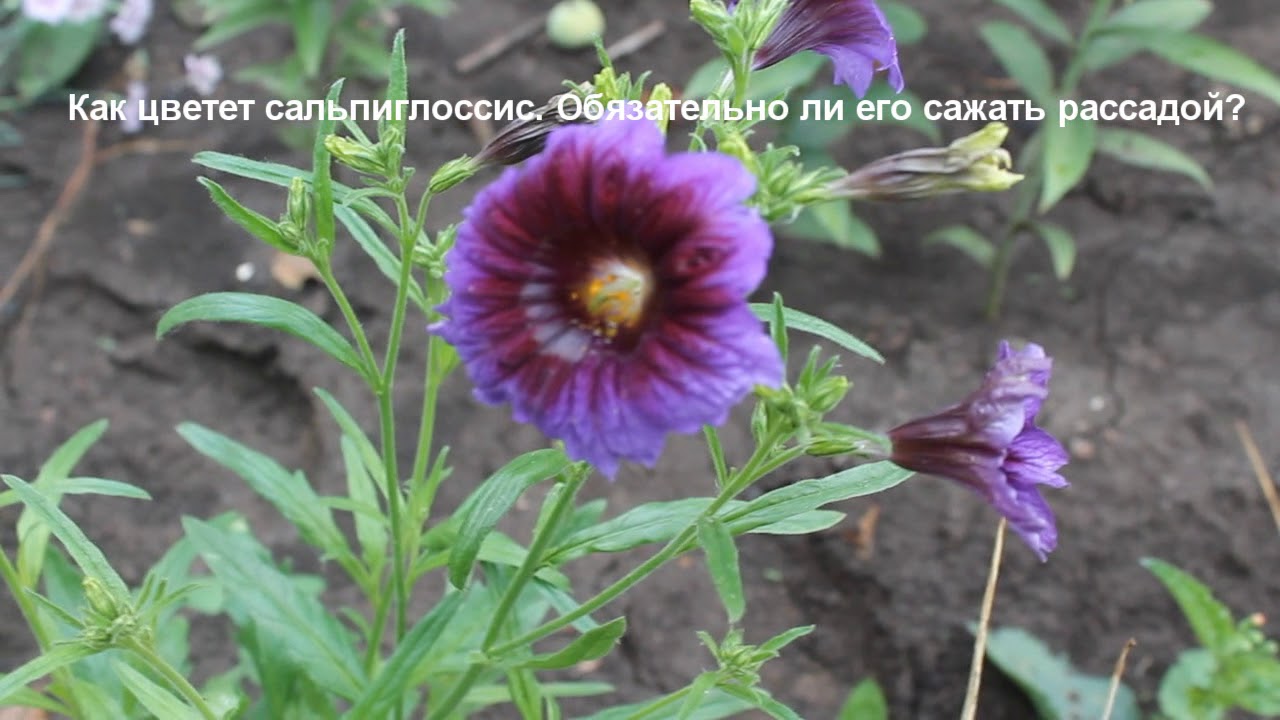 Нажмите, чтобы запустить видео
