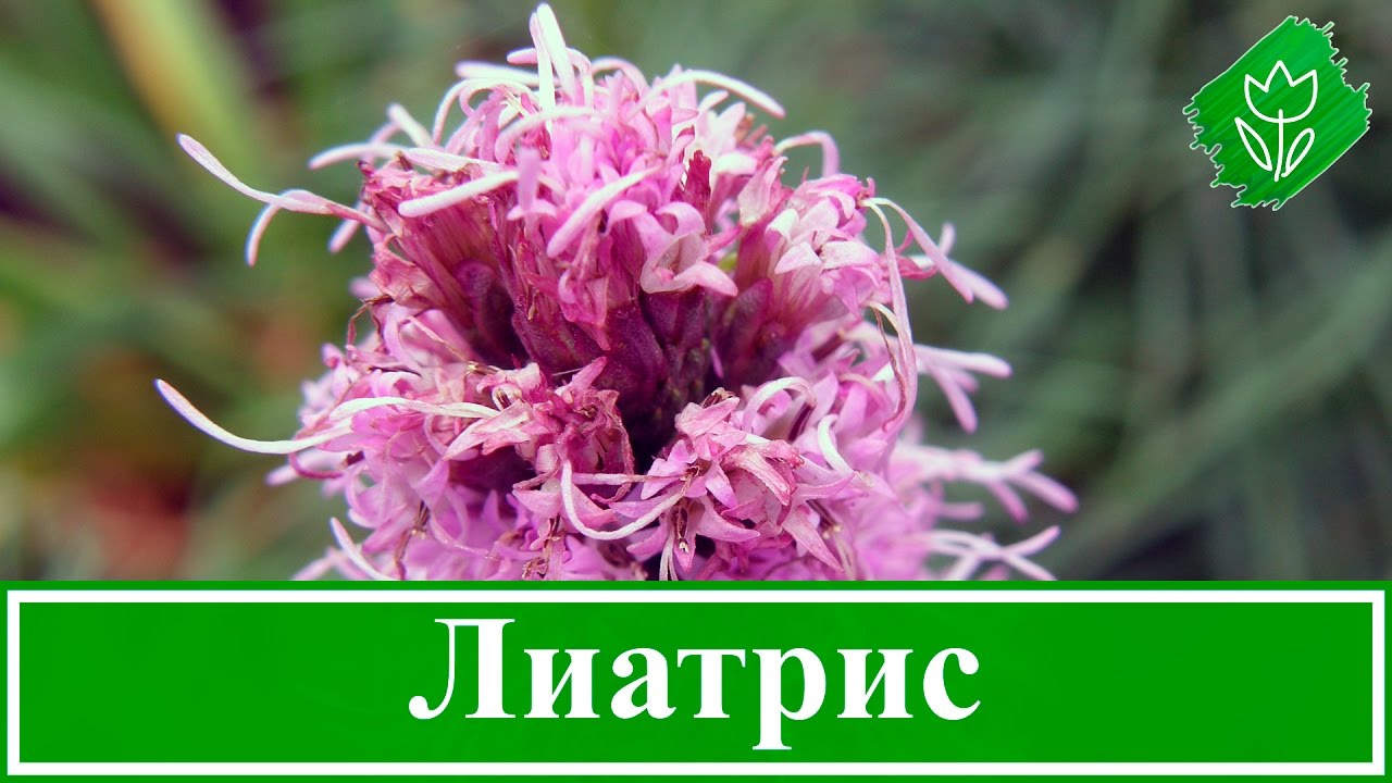Нажмите, чтобы запустить видео