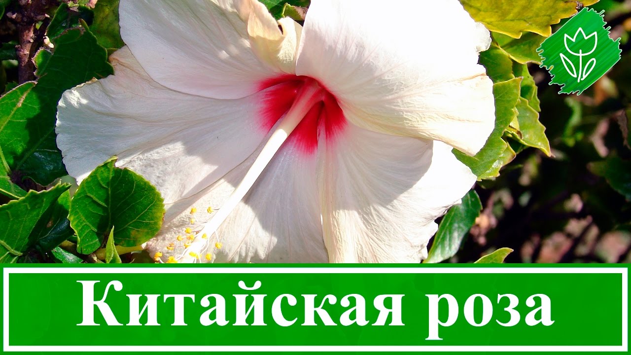 Нажмите, чтобы запустить видео