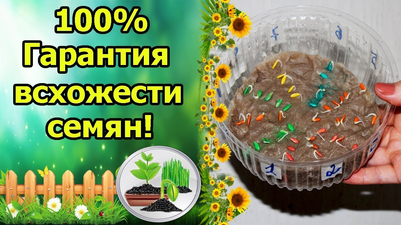 Нажмите, чтобы запустить видео