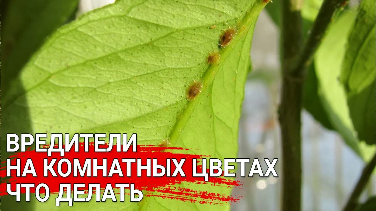 Нажмите, чтобы запустить видео