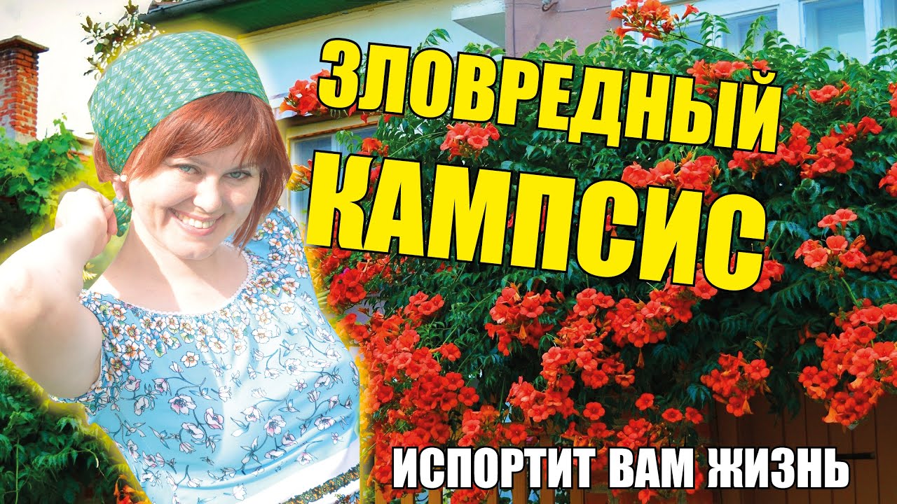 Нажмите, чтобы запустить видео