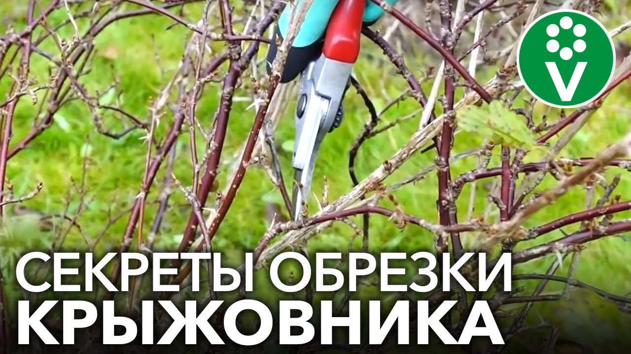 Нажмите, чтобы запустить видео